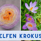 Serie 4 - Blumen